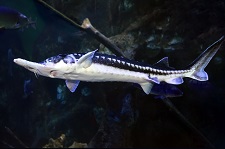 starry-sturgeon