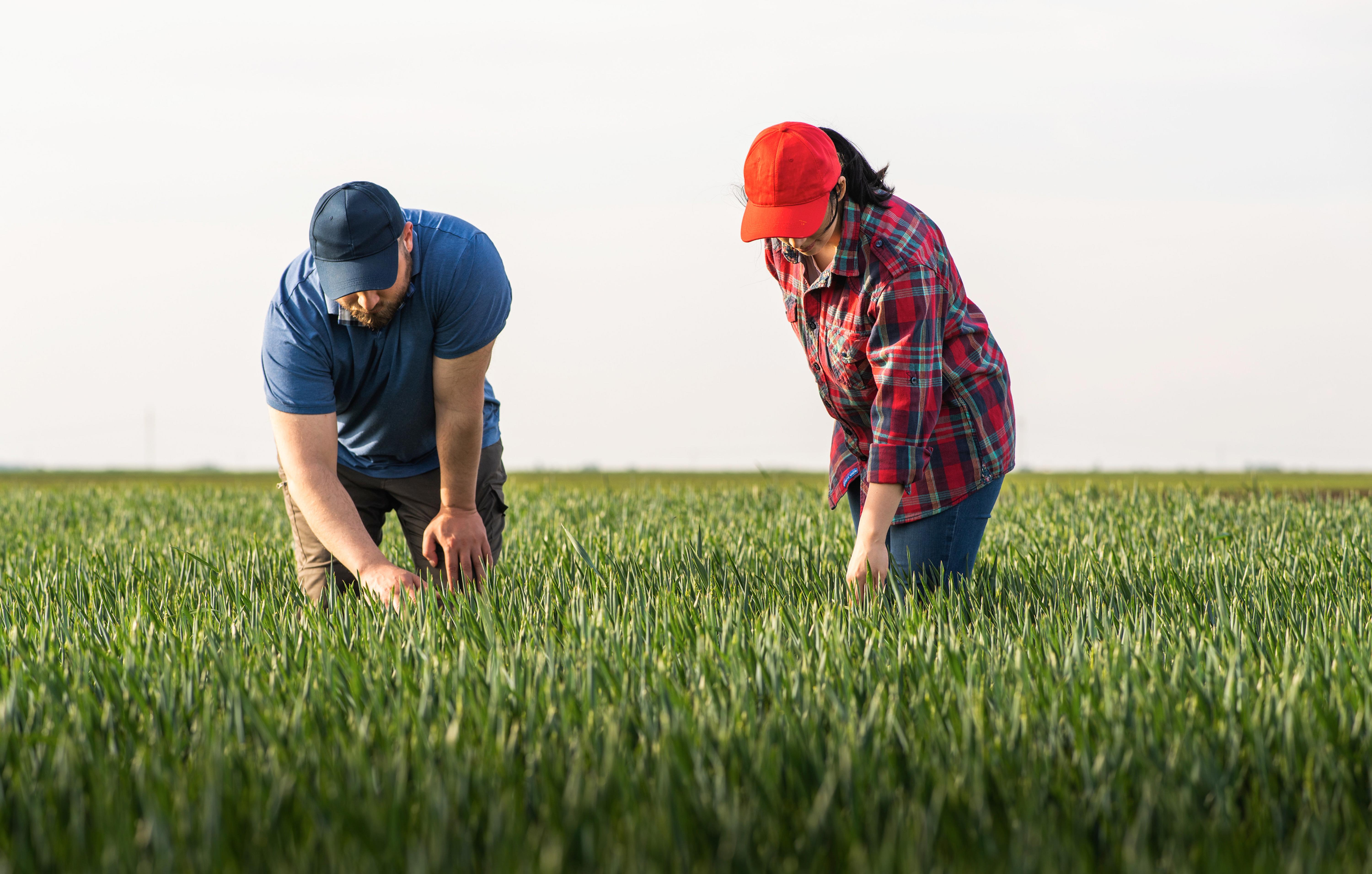 young-farmers-examining-planted-young-wheat-in-spring_-6000-x-3825-px