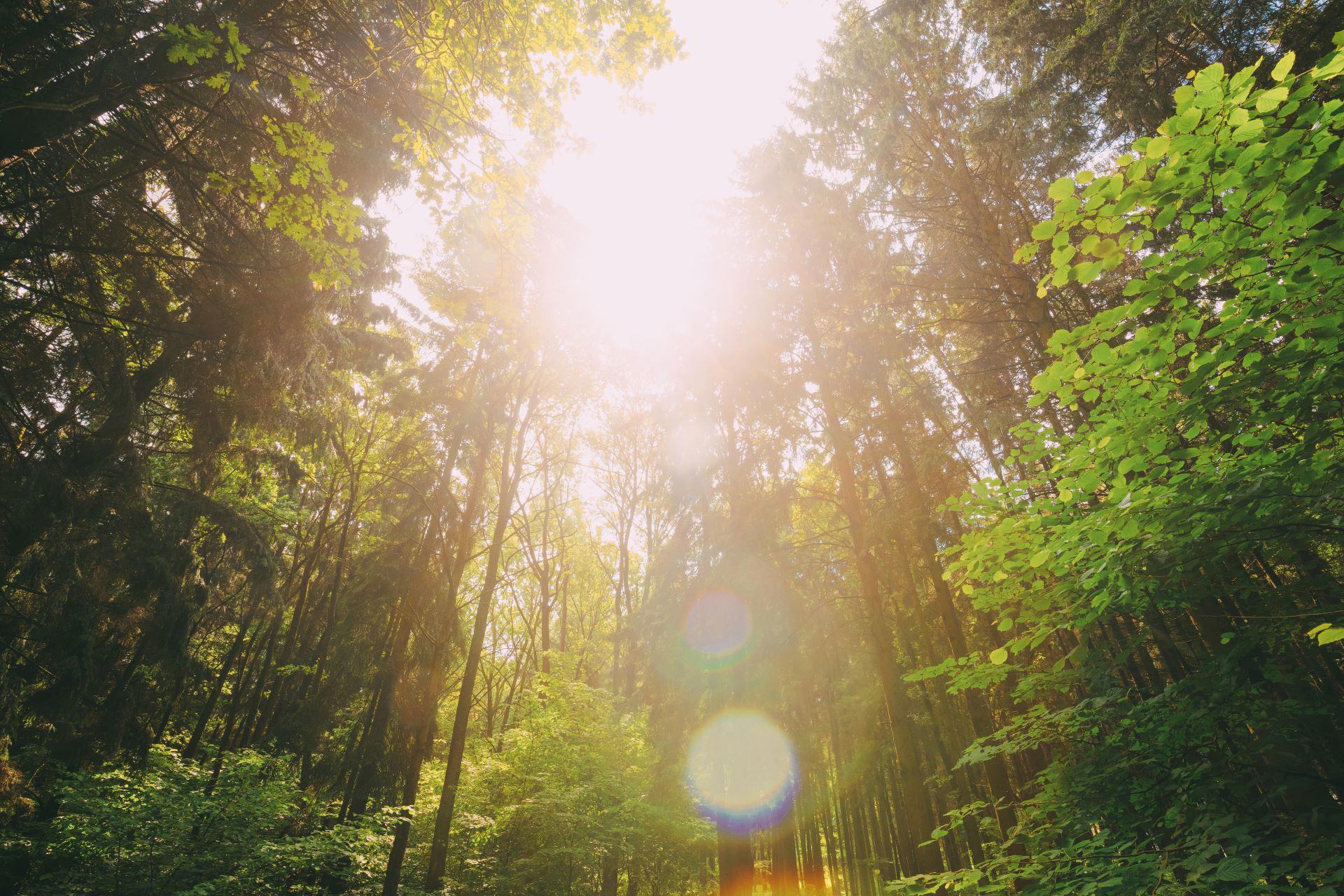 sun-shining-in-summer-forest-through-canopy-of-tall-trees_8206-x-5470px_1920