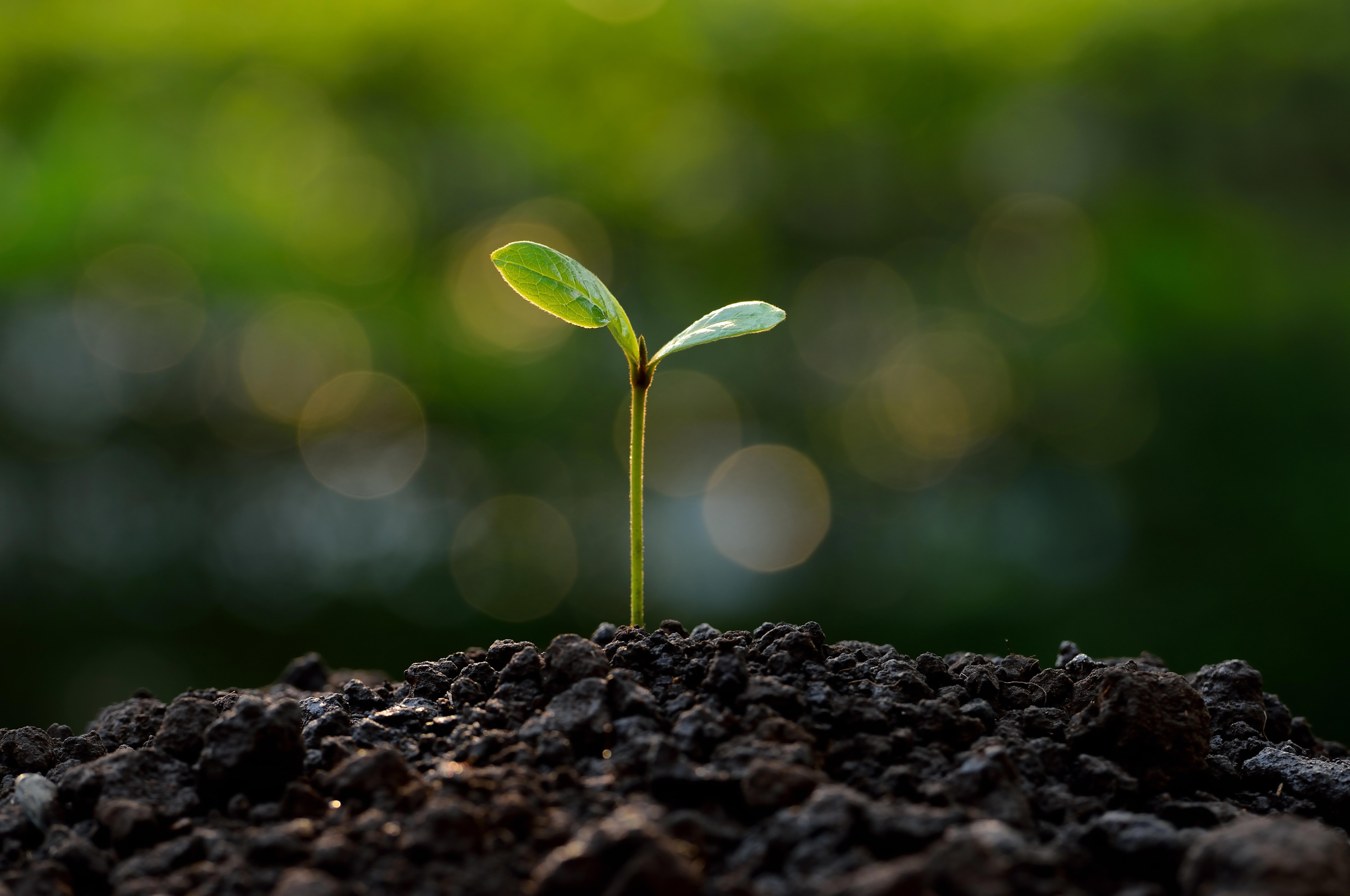 young-plant-on-green-bokeh-background-pienempi_9216x6120px