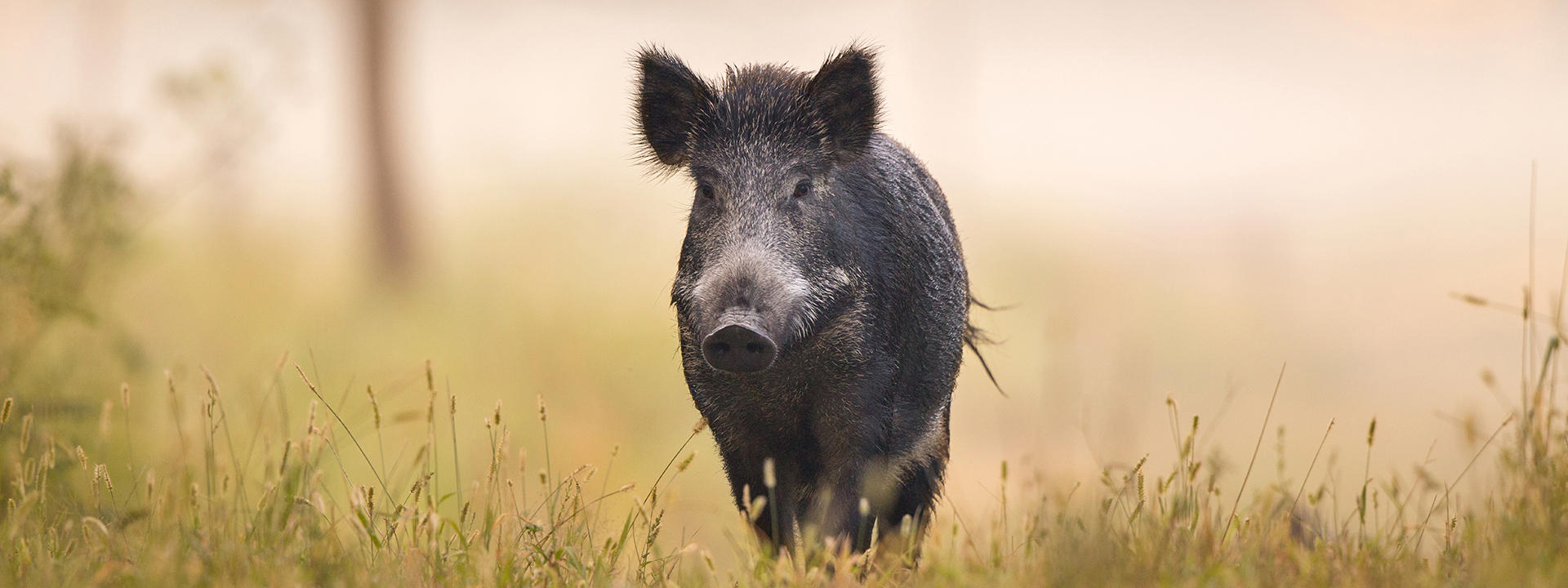 wild-boar-walking-in-the-forest-in-the-fog_1920-x-720-px
