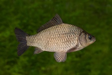 crucian-carp