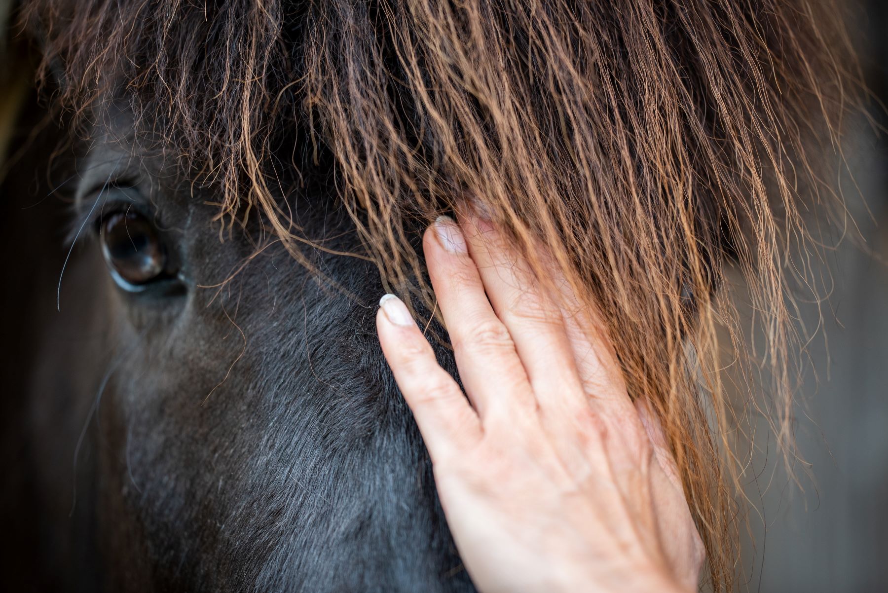 hest_naerbilde_haand_eurofins_agro