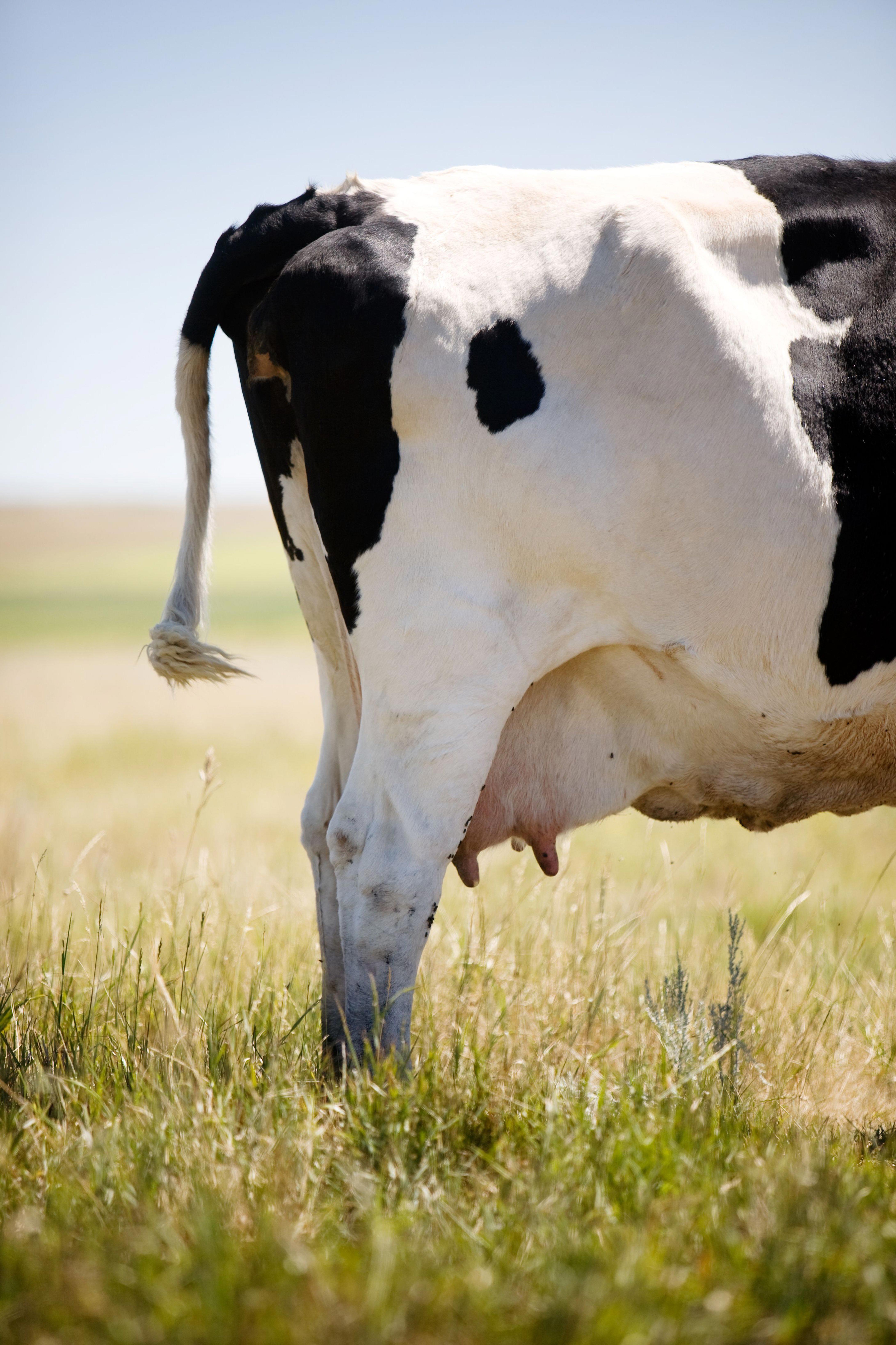 a-cow-standing-in-grass-swatting-flies-with-its-tail_4368-x-6552-px