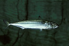atlantic-mackerel