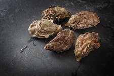 pacific-oyster