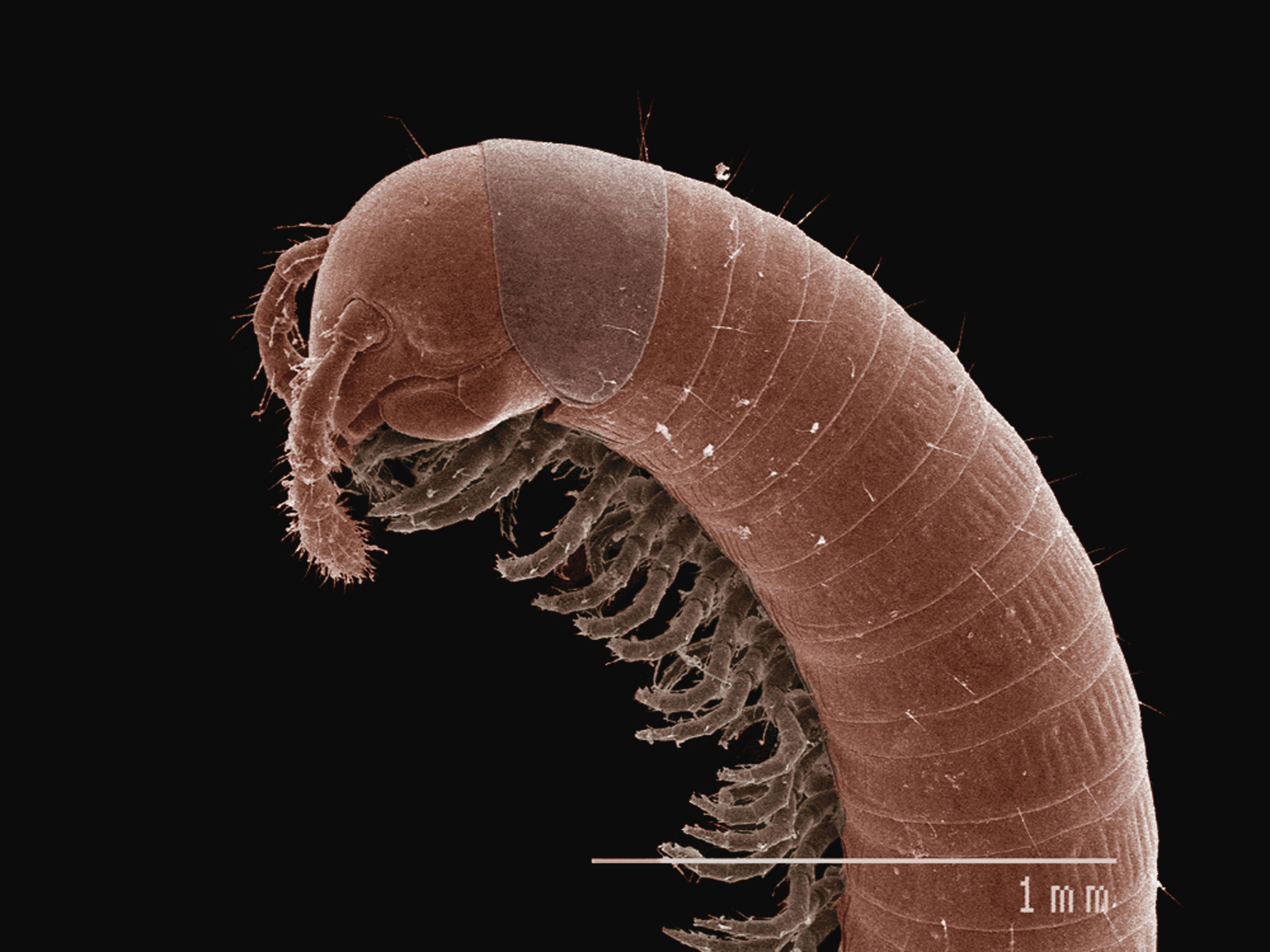 close-up-of-a-millipede-under-a-microscope-2026-03-10-02-12-40-utc