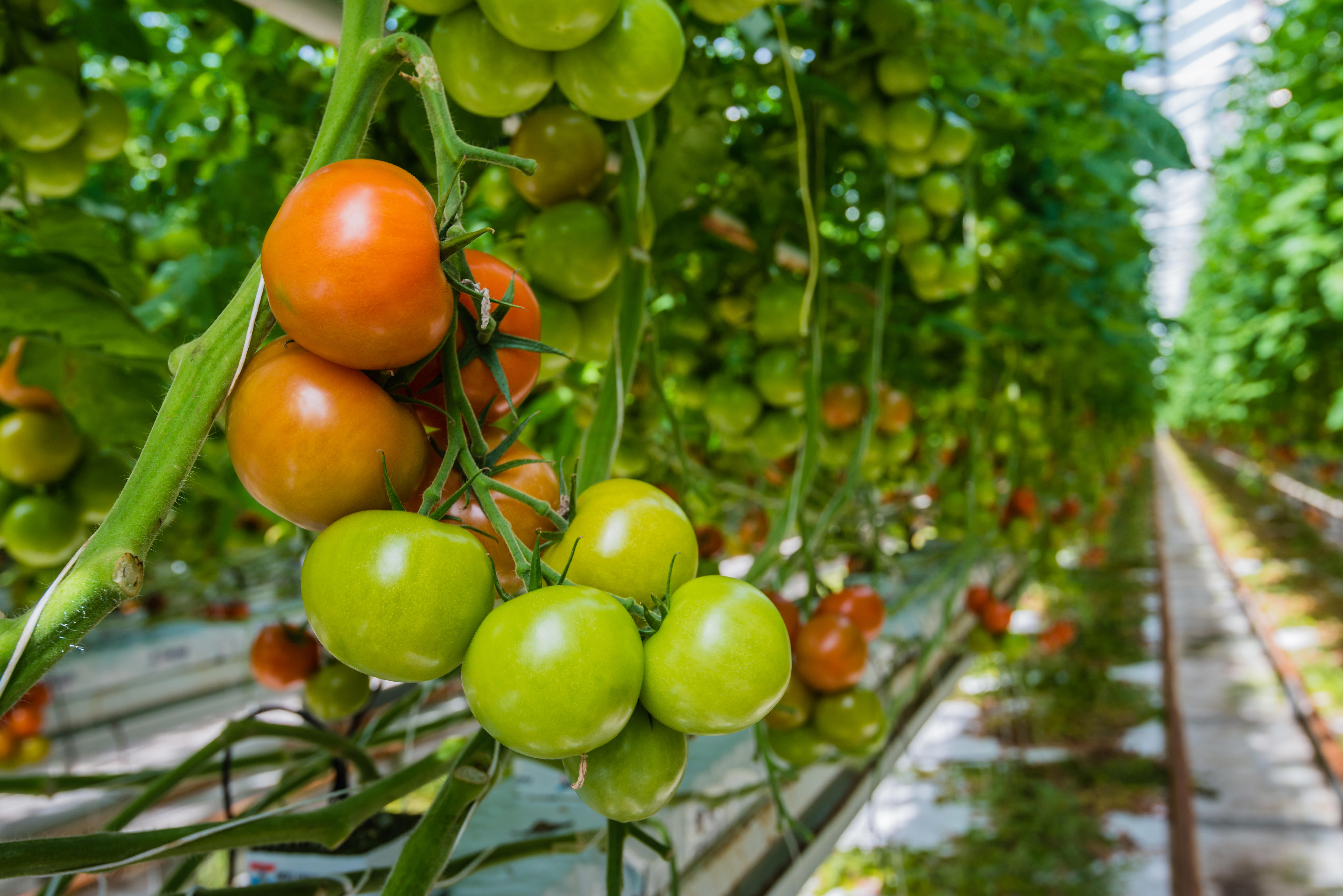 tomatoes-in-different-colors-and-stages-of-growth-growing-on-substrate-at-tied-plants-xxl_4724x3153px