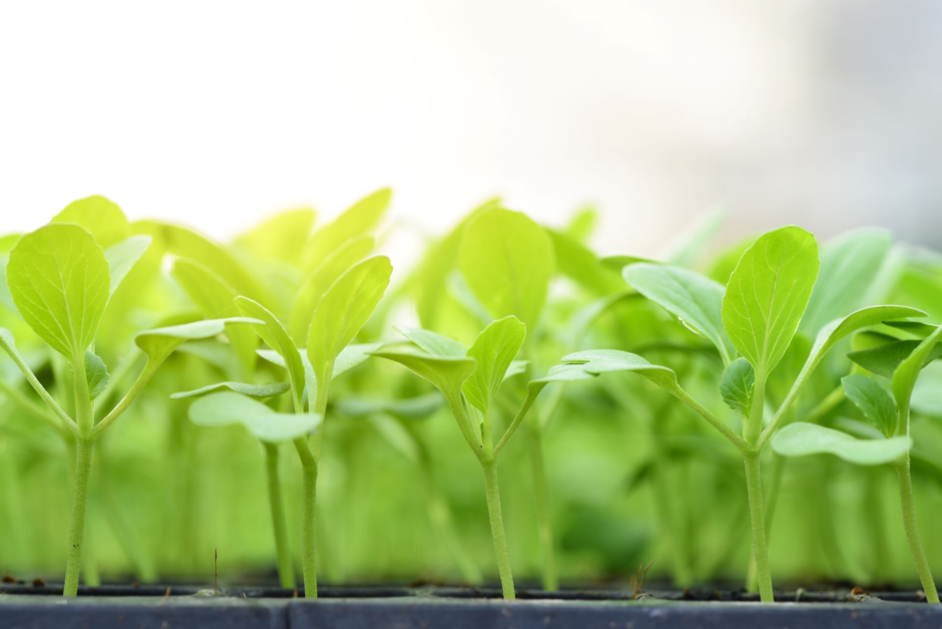 small-seedlings-of-lettuce-growing-in-cultivation-tray_9024-x-6024-px_2