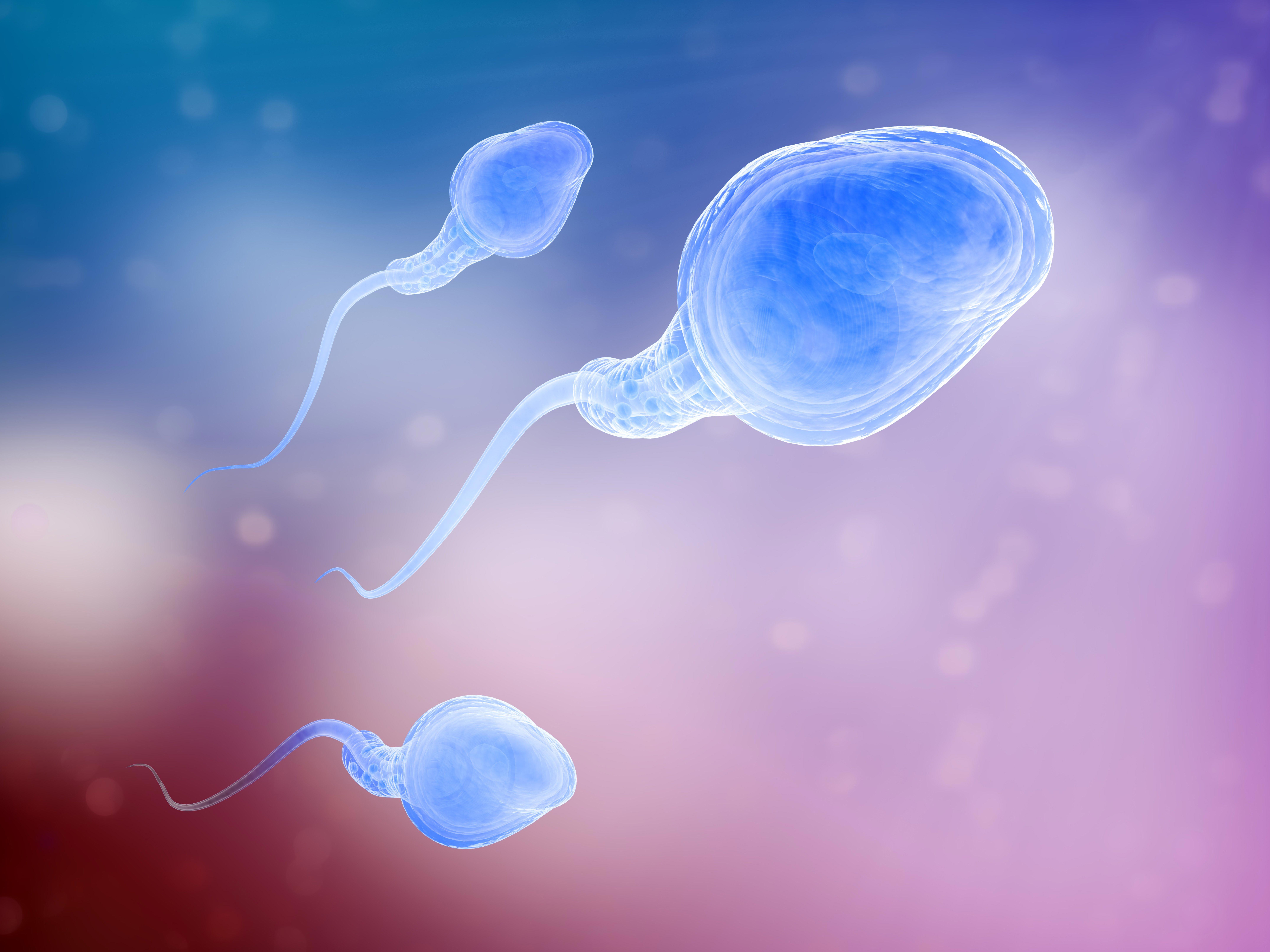 three-sperm-cells-swimming-in-the-search-of-an-egg_8598-x-6448-px