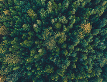 forest-tile