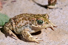natterjack