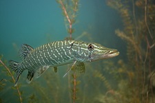 northern-pike