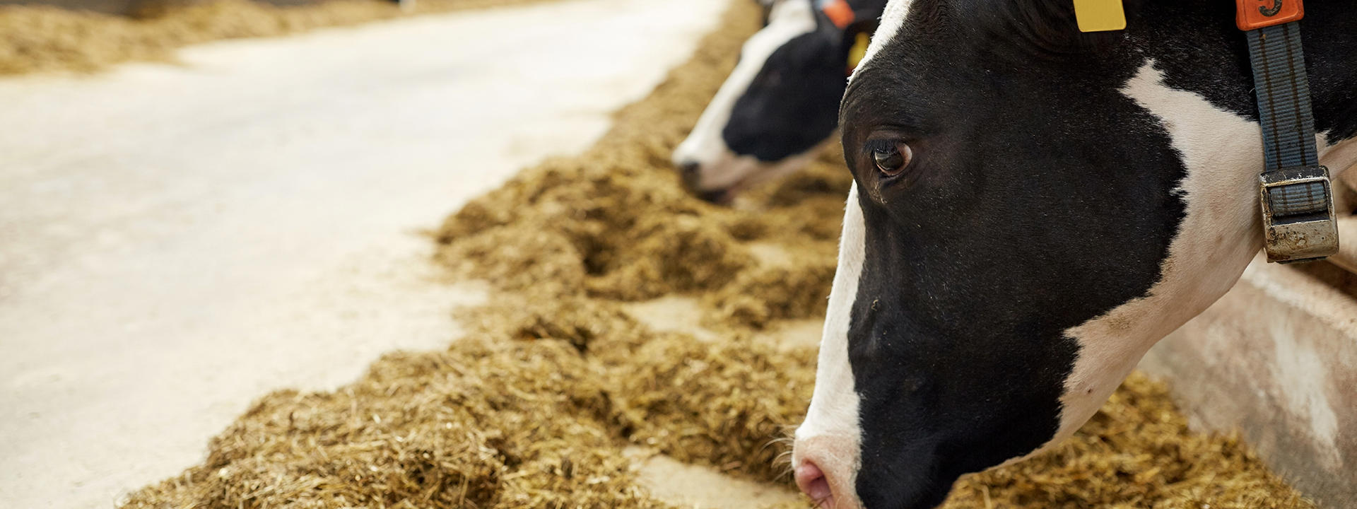 leverantoersmjoelk_herd-of-cows-eating-hay-in-cowshed-on-dairy-farm-xl_1920x720px