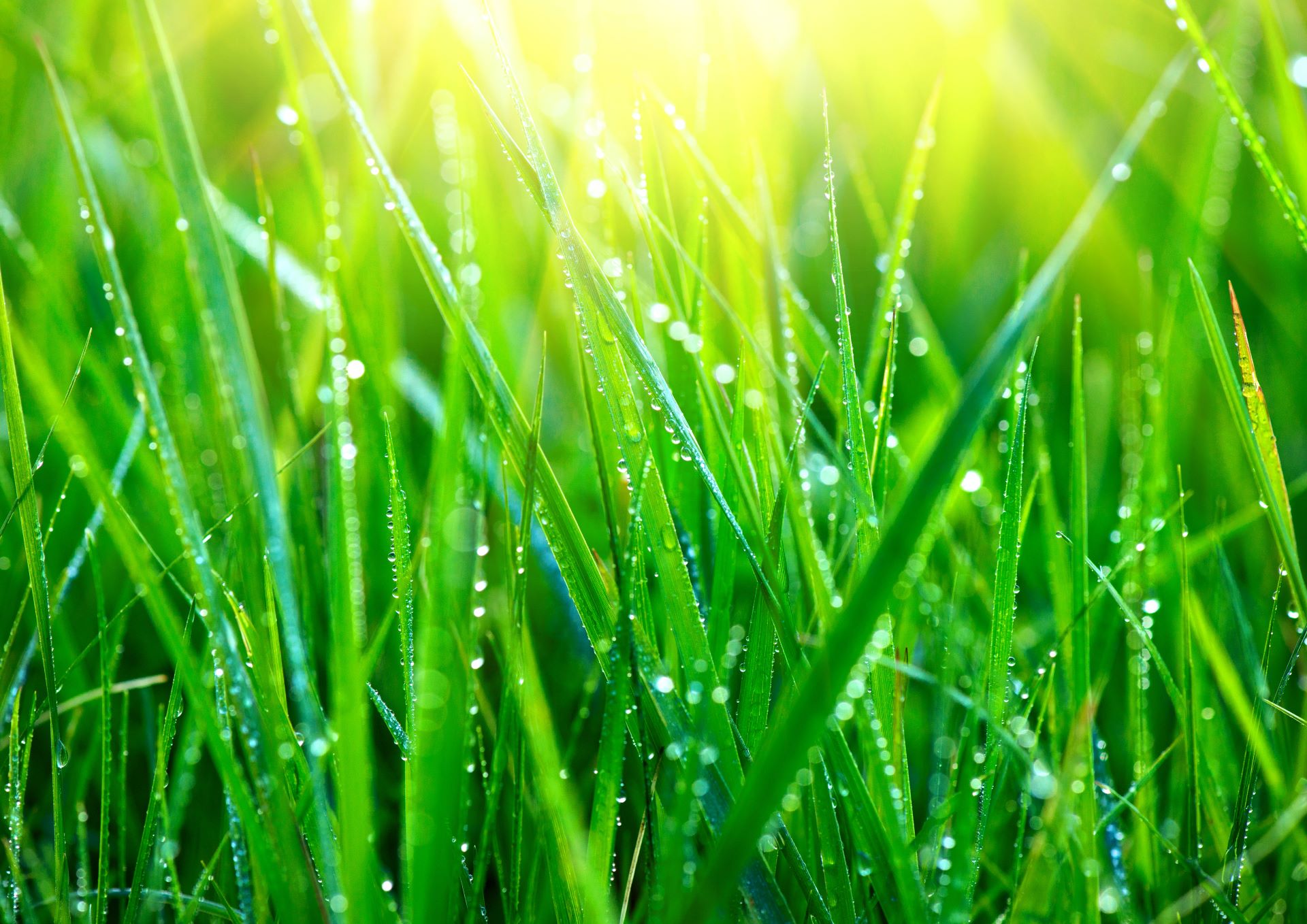 grass-fresh-green-grass-with-dew-drops-closeup-abstract-nature-background_-8850-x-6259-px_2