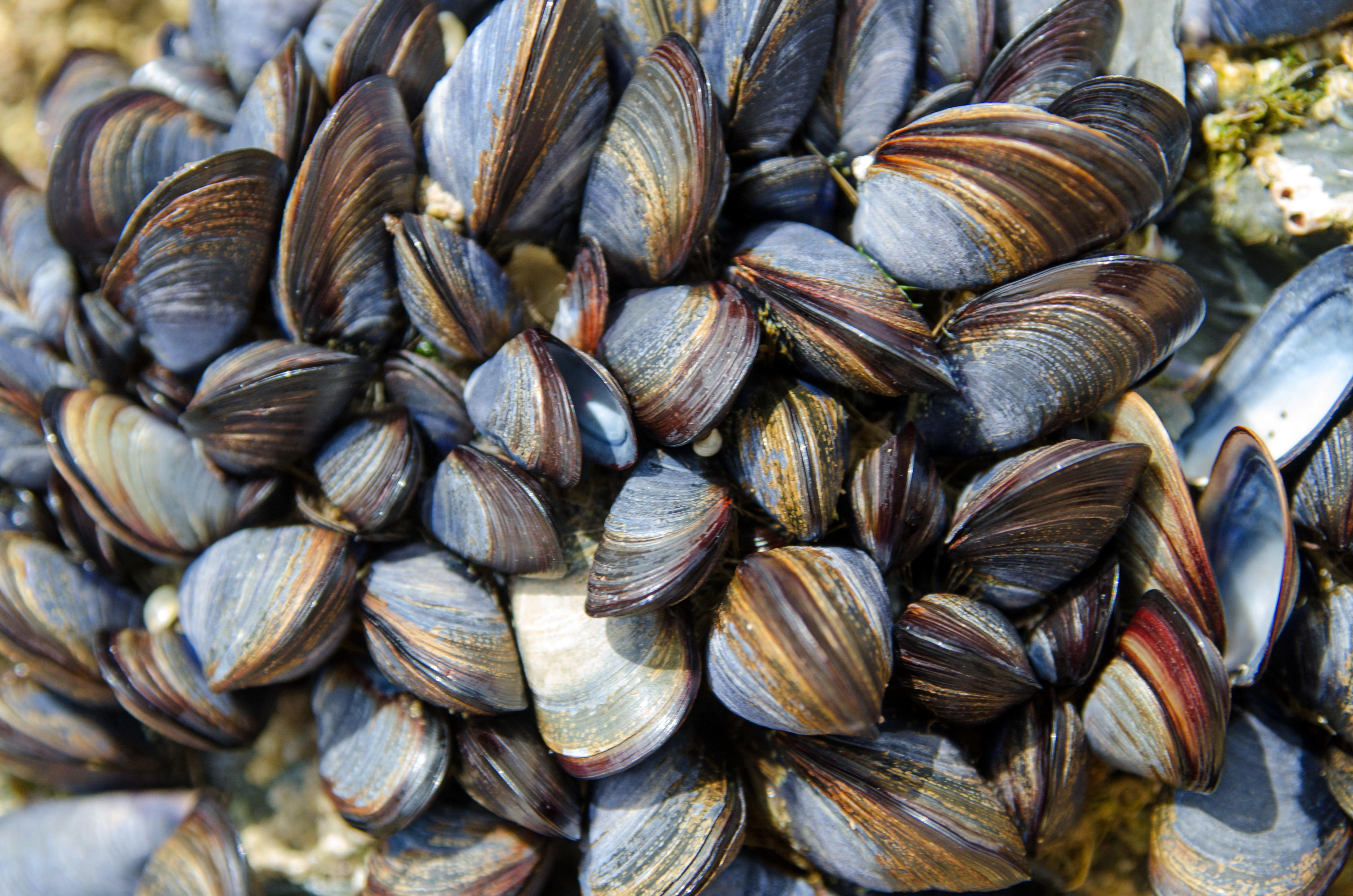 a-colony-of-sea-mussels_7392-x-4896-px