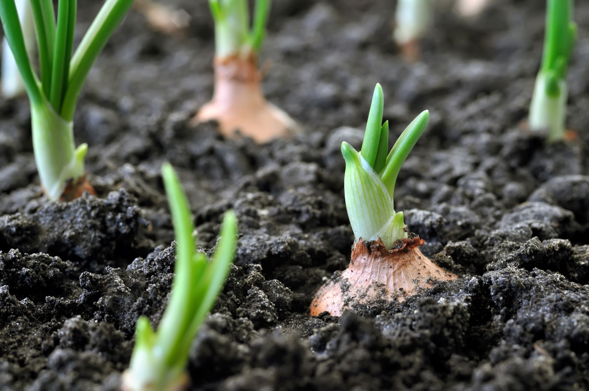 onions-in-field_2