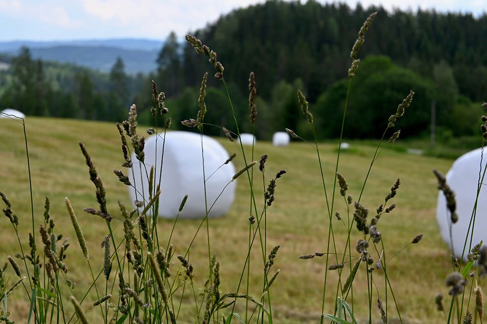 Kjøp og salg av grovfôr rundballer på jorde med gresstrå i forgrunnen