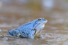 moor-frog