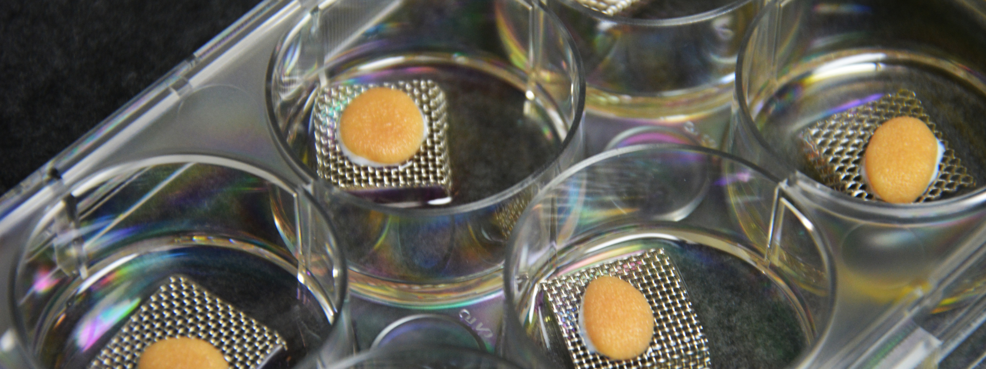 banner-website-ex-vivo