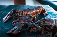 american-lobster