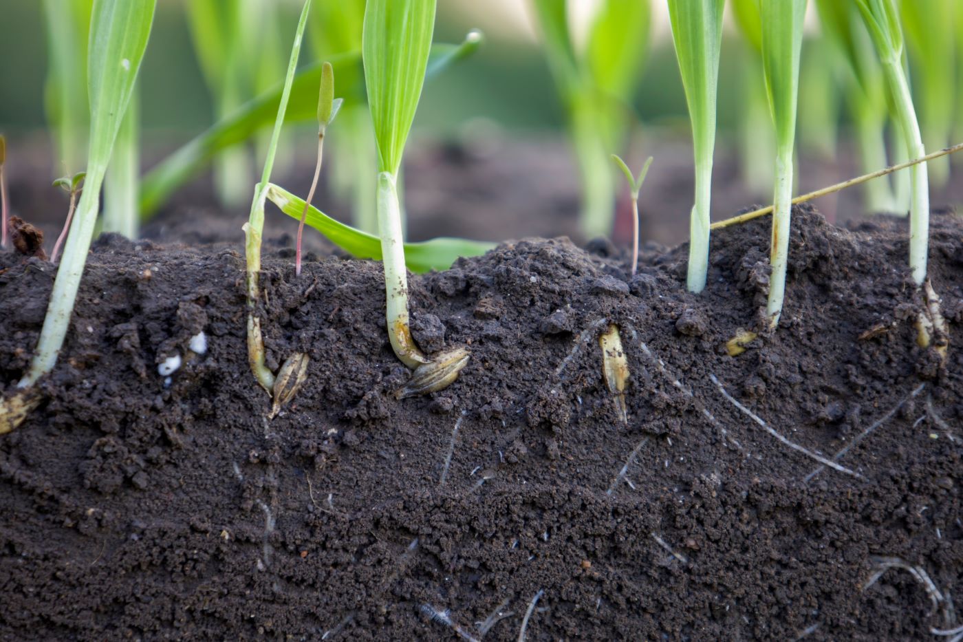 Hvete røtter i jord eurofins agro