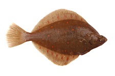 european-plaice
