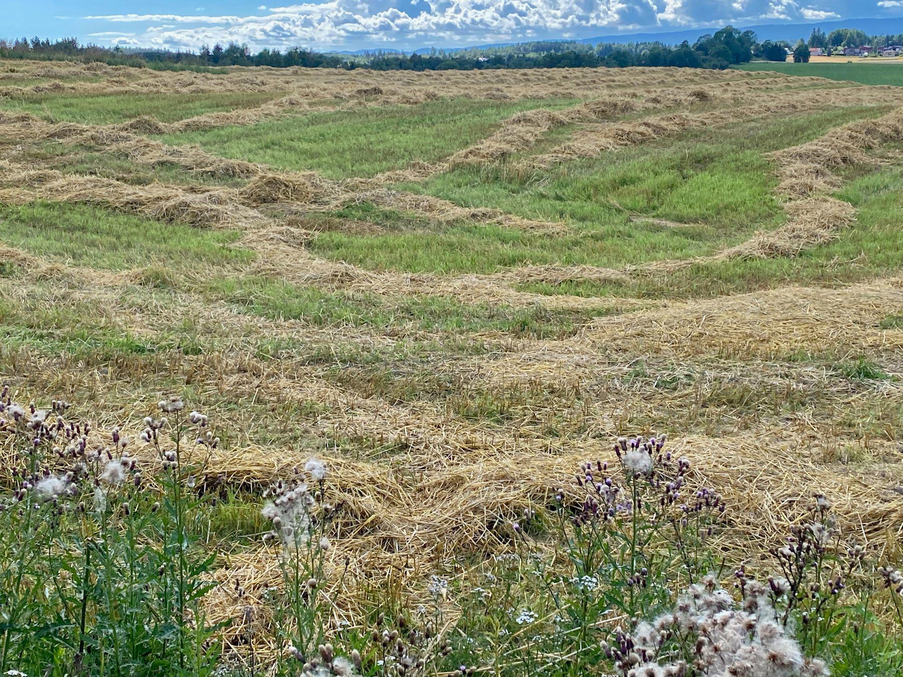 bakketoerk-av-bygghal-liggende