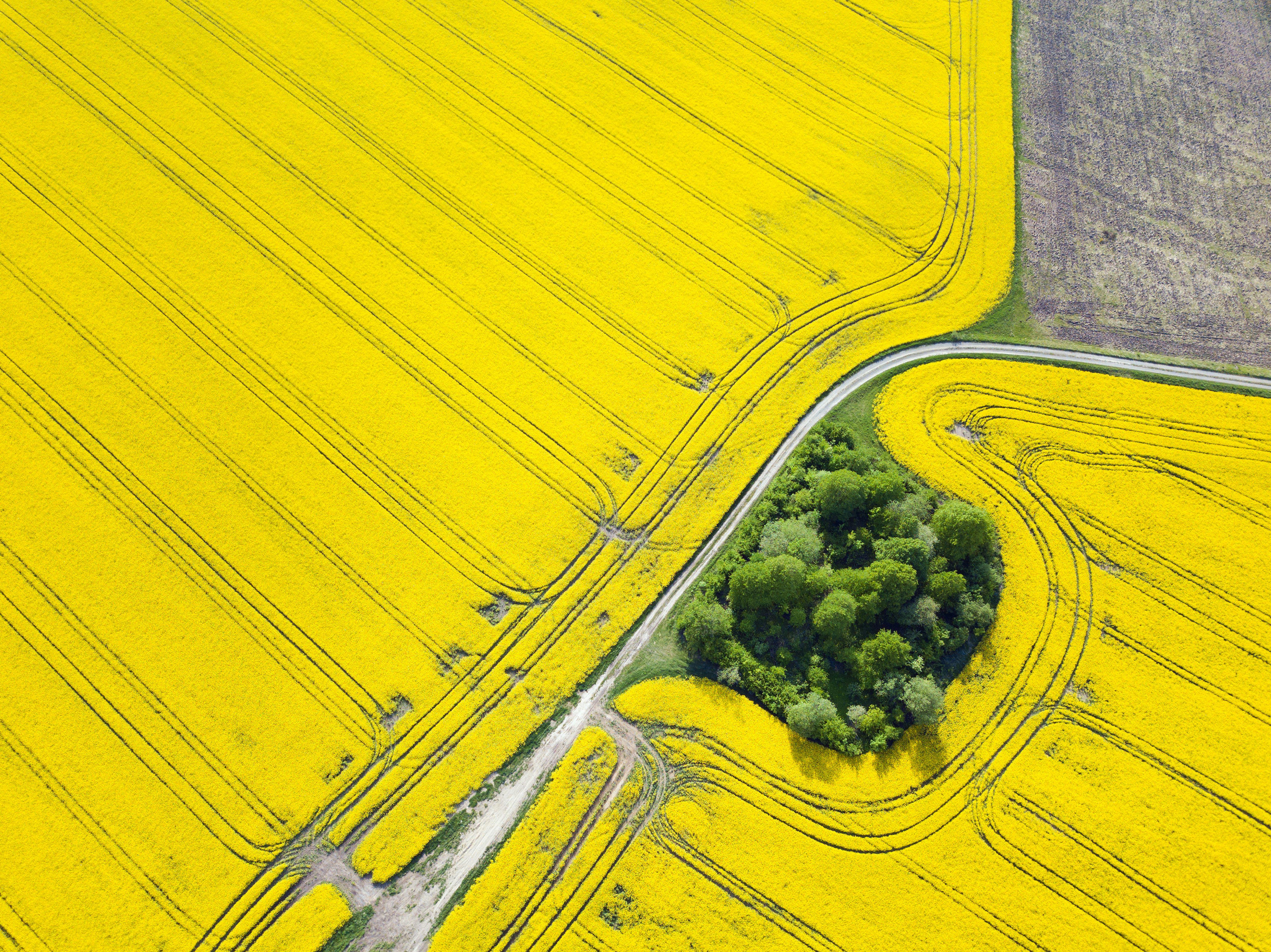aerial-top-view-with-drone-of-ground-road-in-yellow-fields-with-blooming-rapeseed-agriculture_5250-x-3934-px