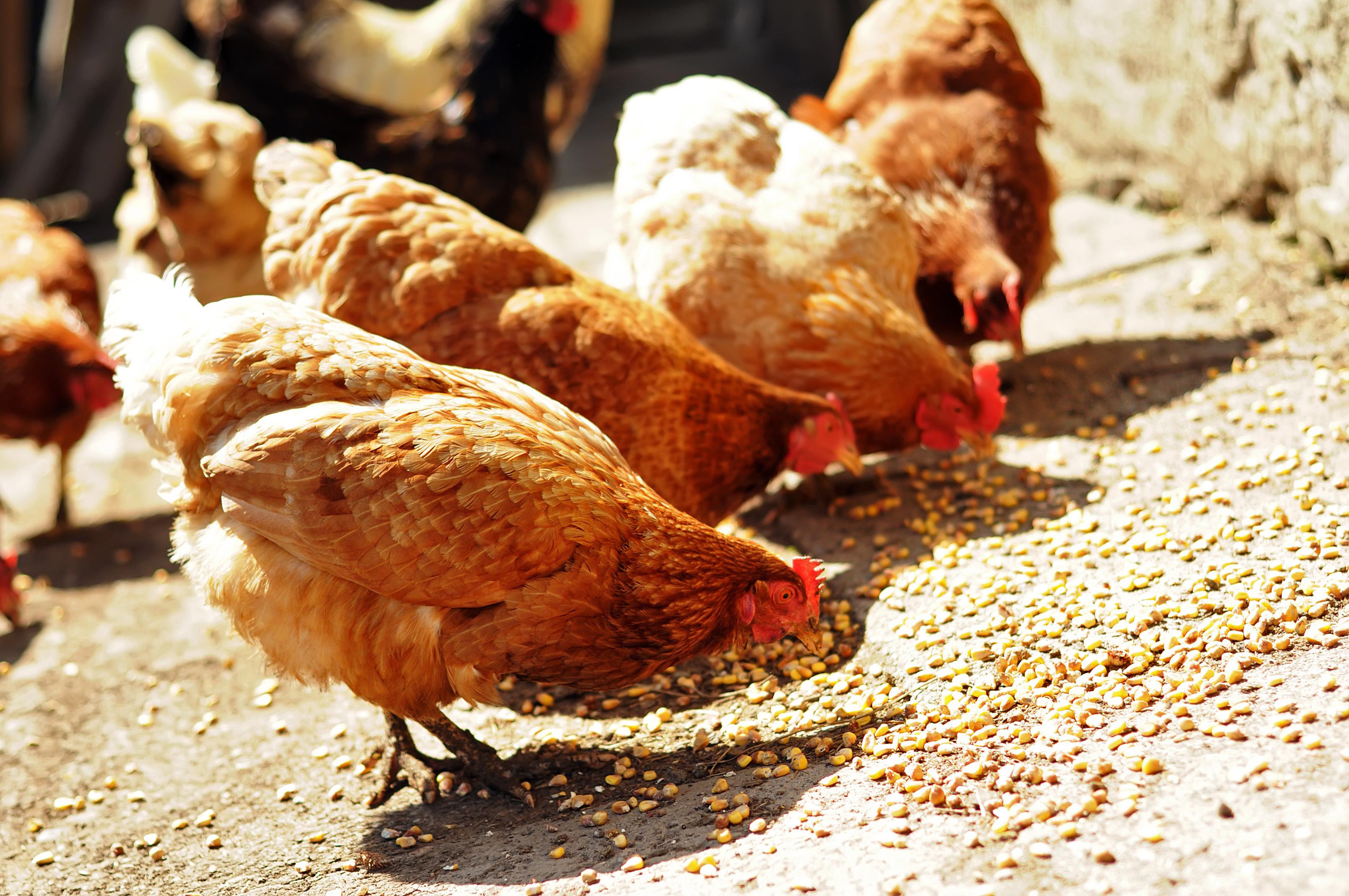 several-red-farm-chickens-eating-some-corn-in-the-countryside-xl_3216x2136px