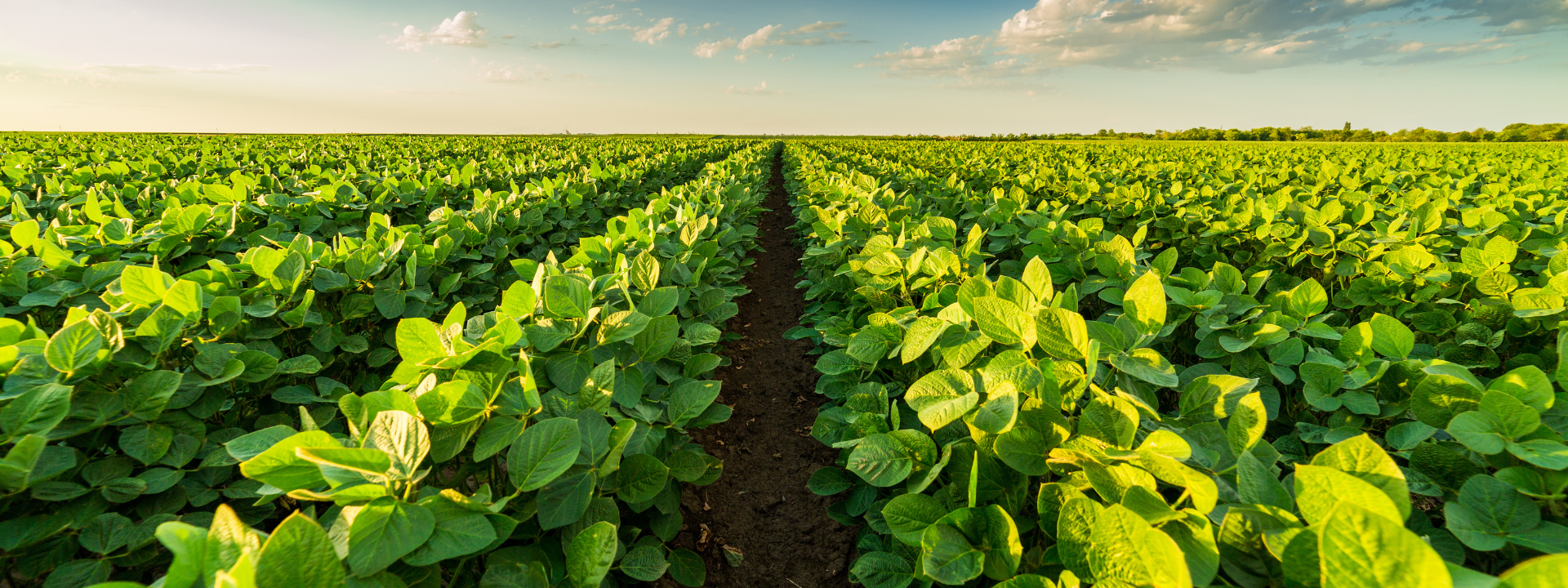 agricultural
