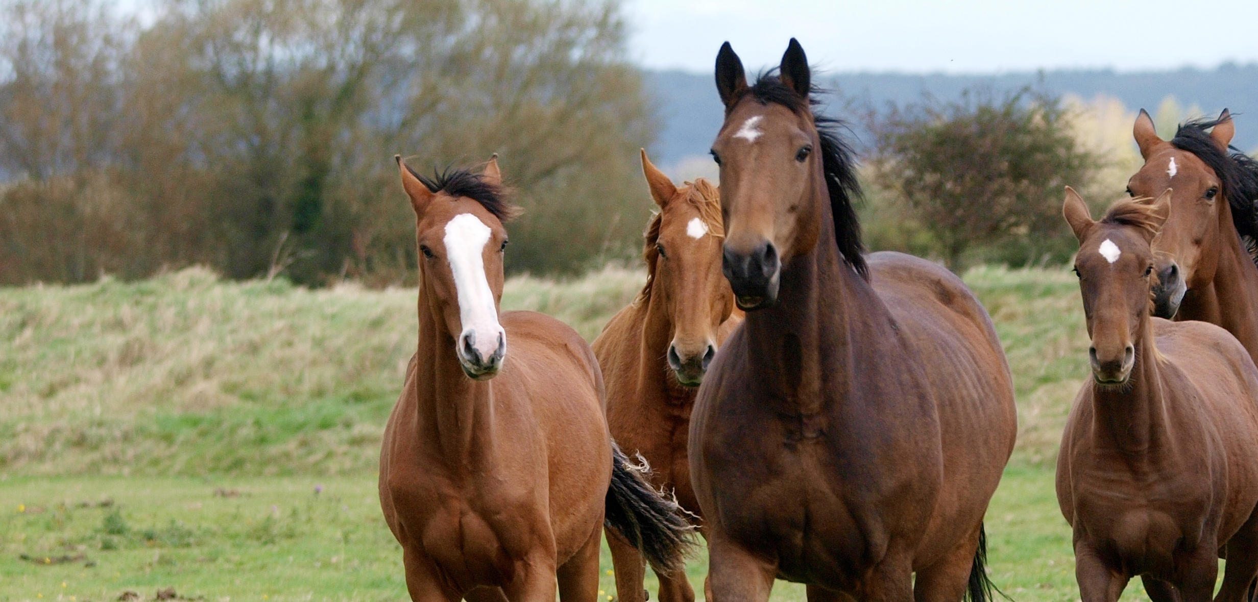 a-herd-of-horses