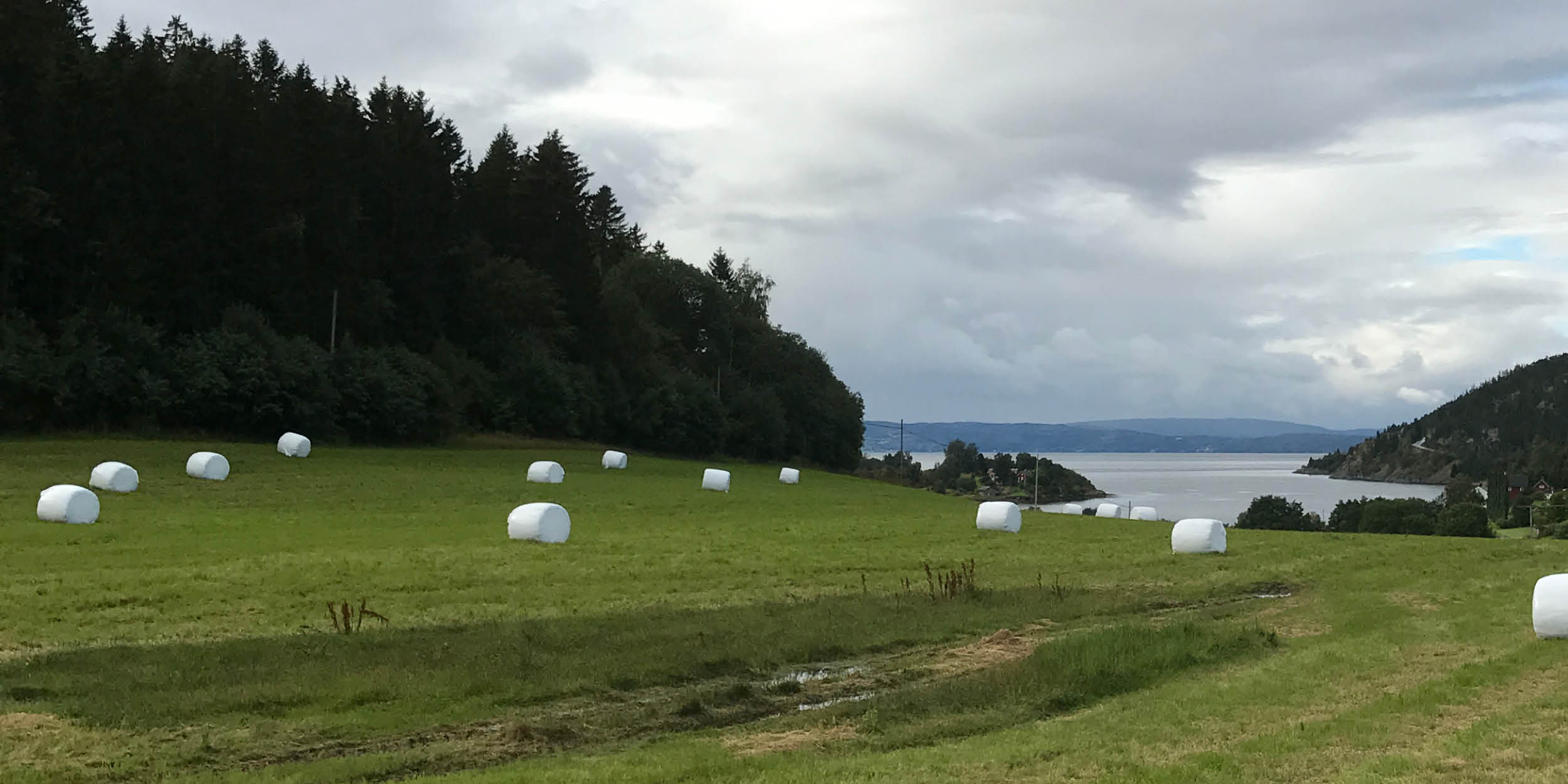 rundballer på slått eng ved fjorden