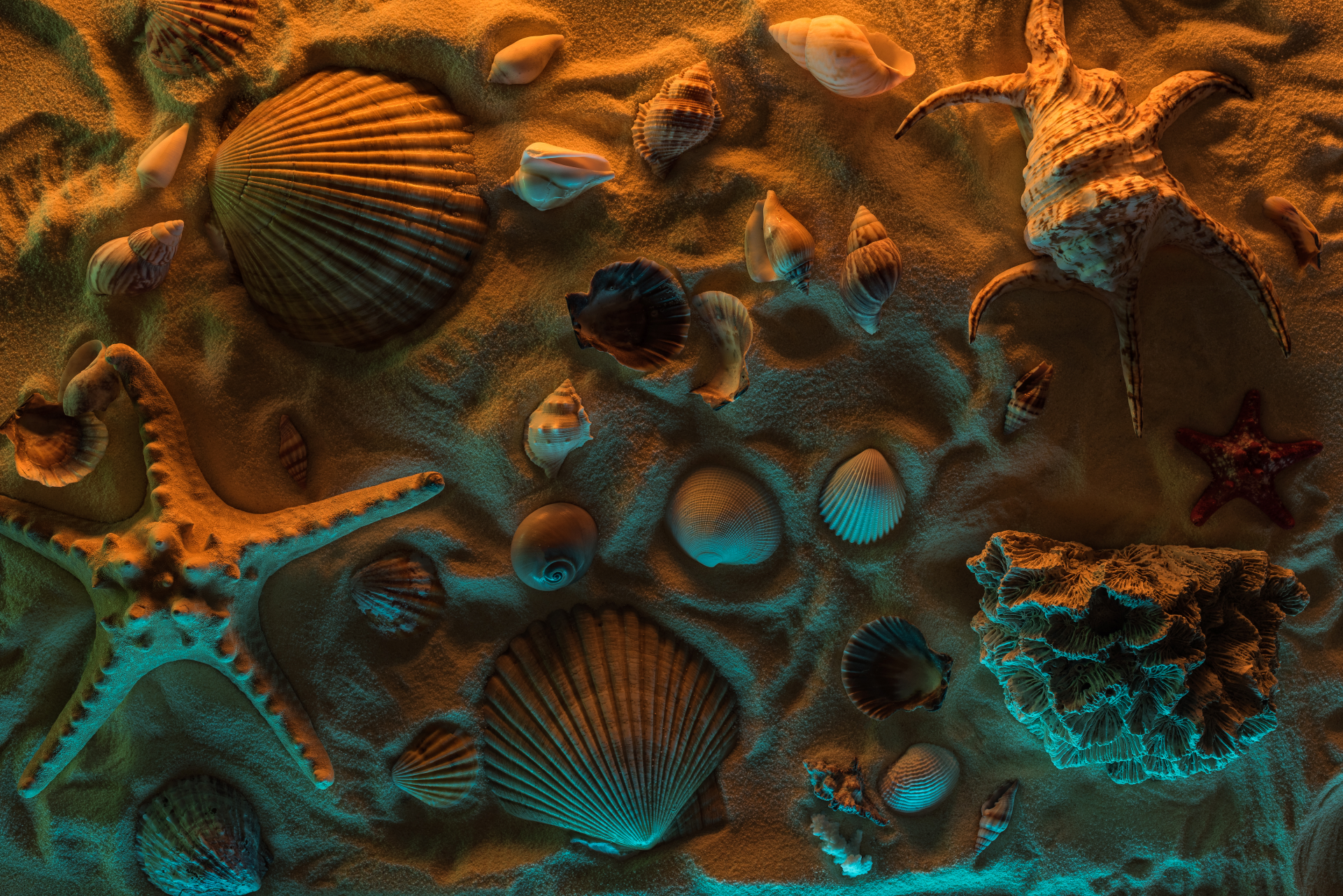 top-view-of-seashells-starfish-sea-stones-and-co-2026-01-06-00-18-50-utc