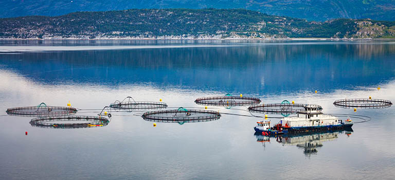 fiskeindustri