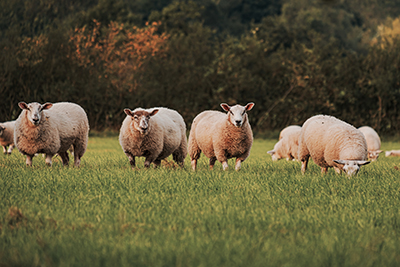 sheep-and-lamb-in-the-field_7977-x-5317-px-1