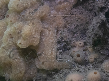 sea-vomit
