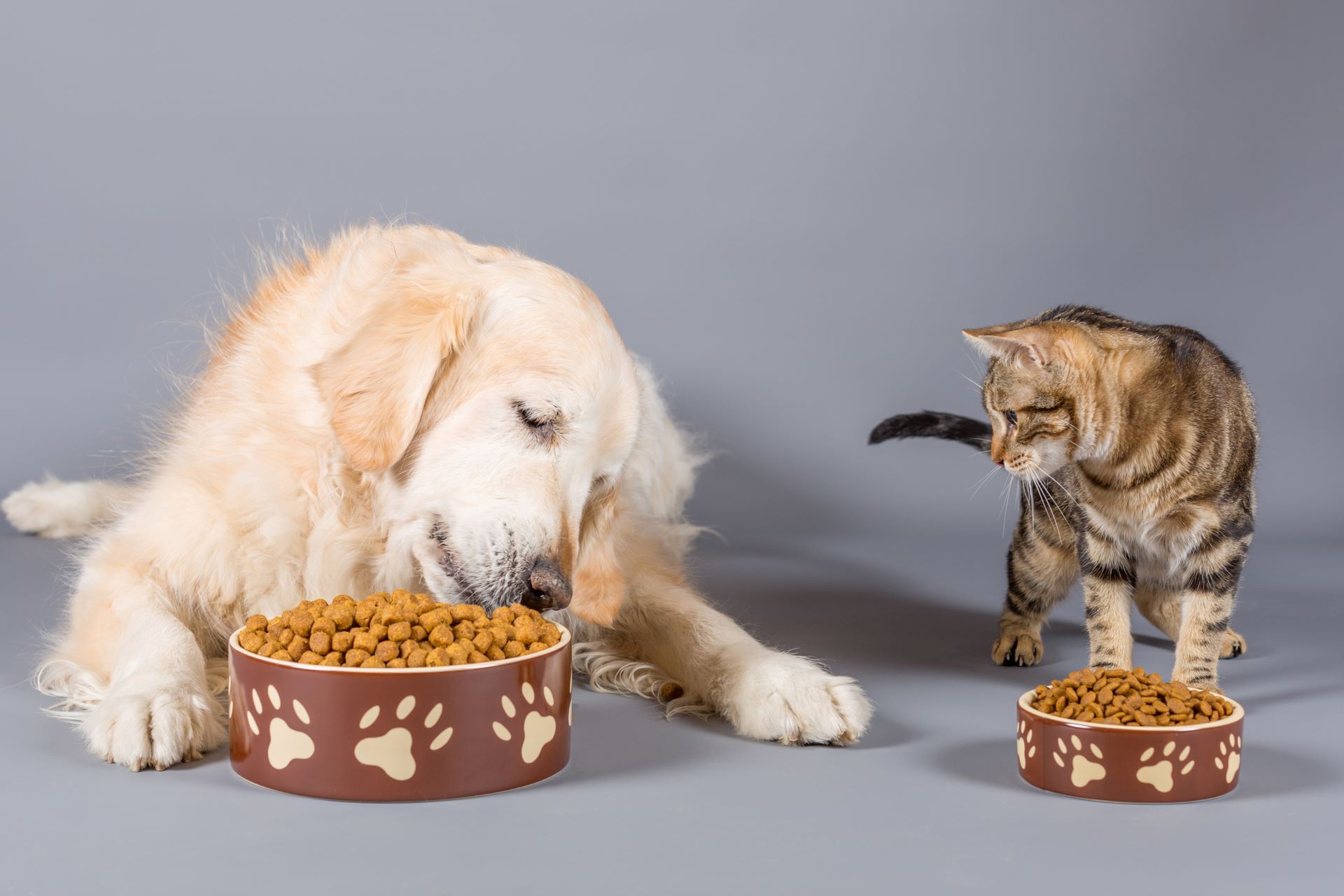 dog-and-cat-eating-dry-food-in-bowls_8076-x-5383px_1920