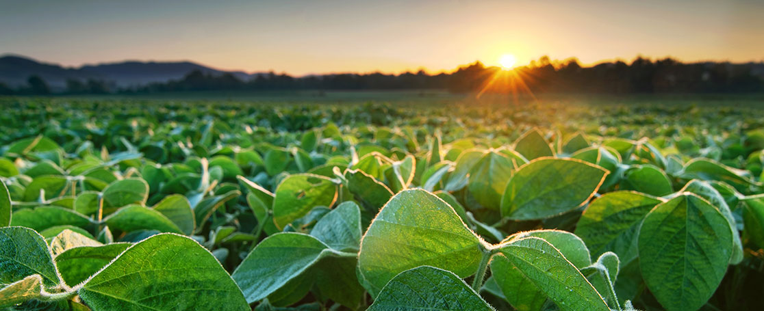 soy-field_newsbanner_1116x455px