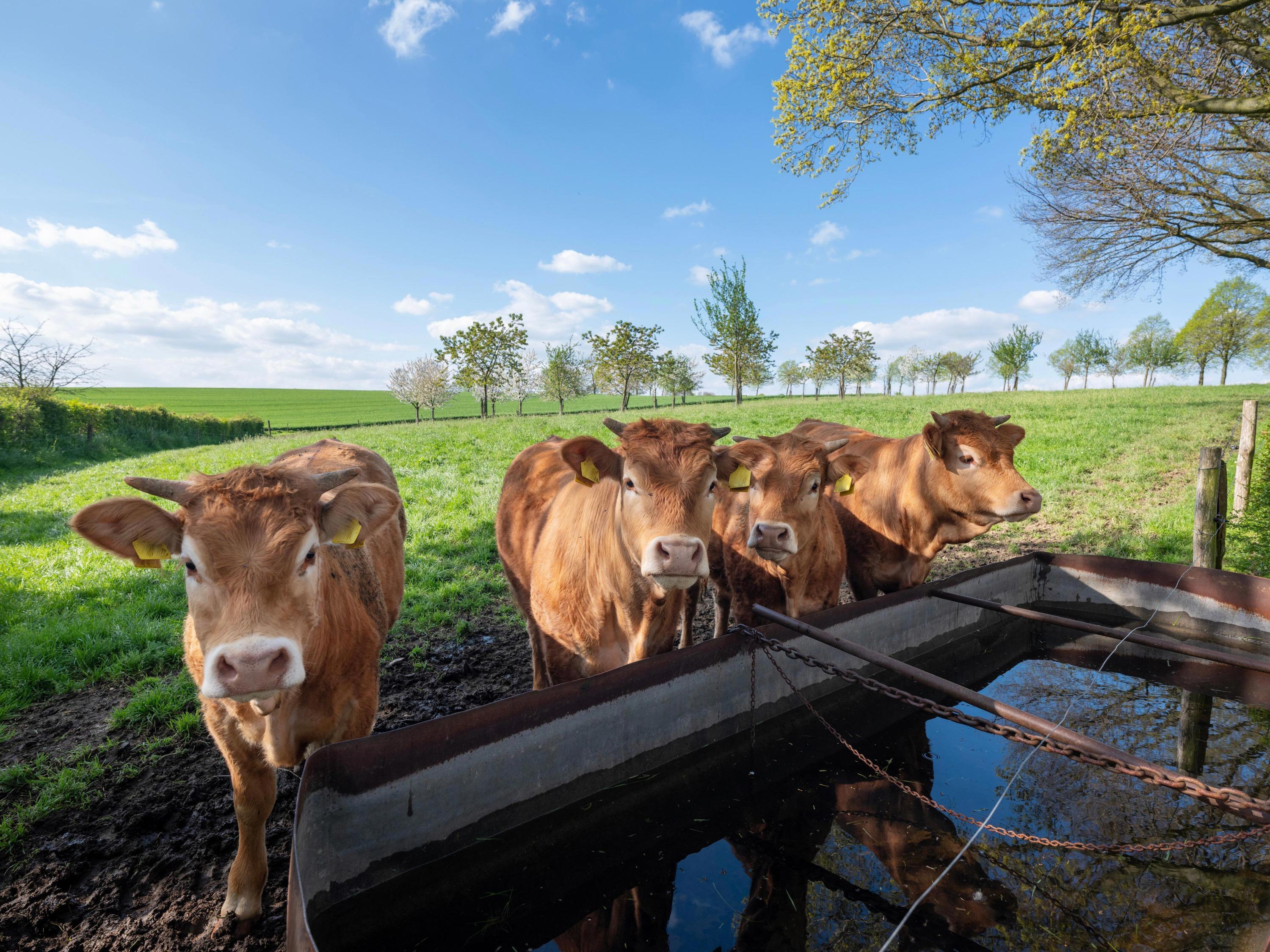 cows-near-water-trough-in-spring-landscape-of-south-limburg-in-the-netherlands_3000x2250px