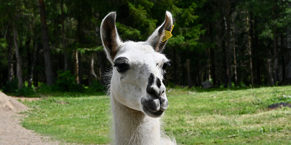 Lama