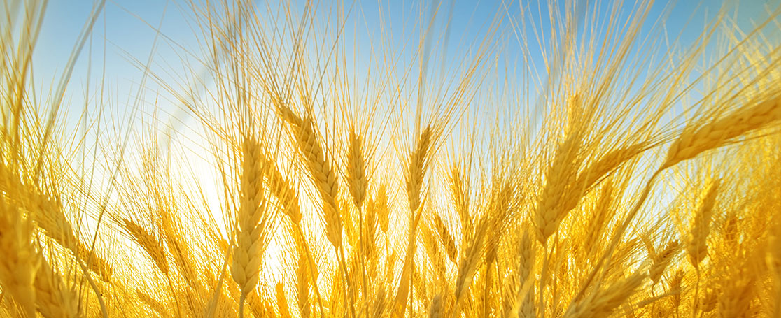 wheat_mycotoxins_newsbanner_1116x455px