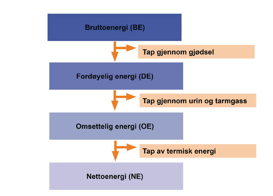 Energiinnhold hest