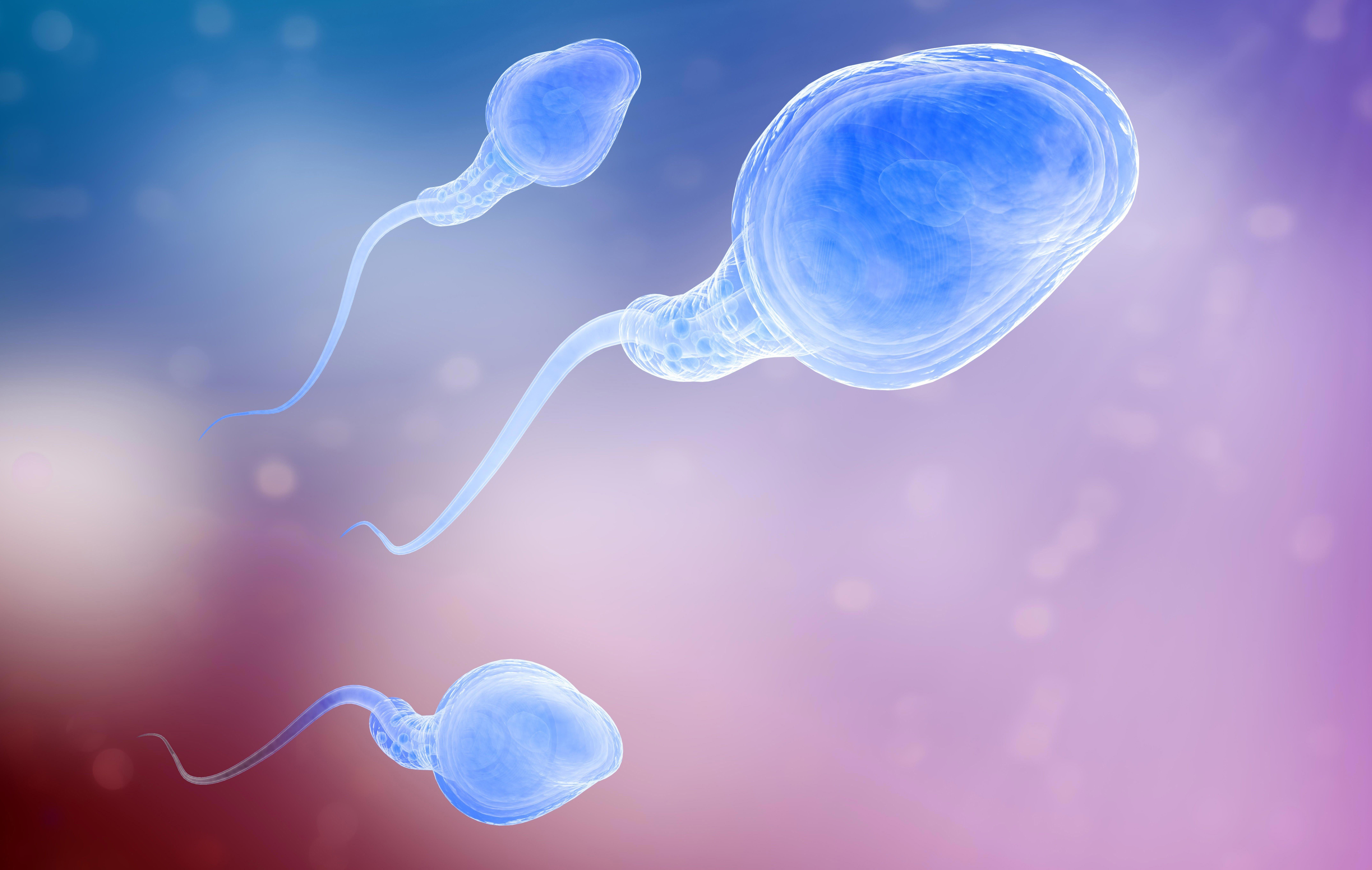 three-sperm-cells-swimming-in-the-search-of-an-egg_8598-x-6448-px (1)