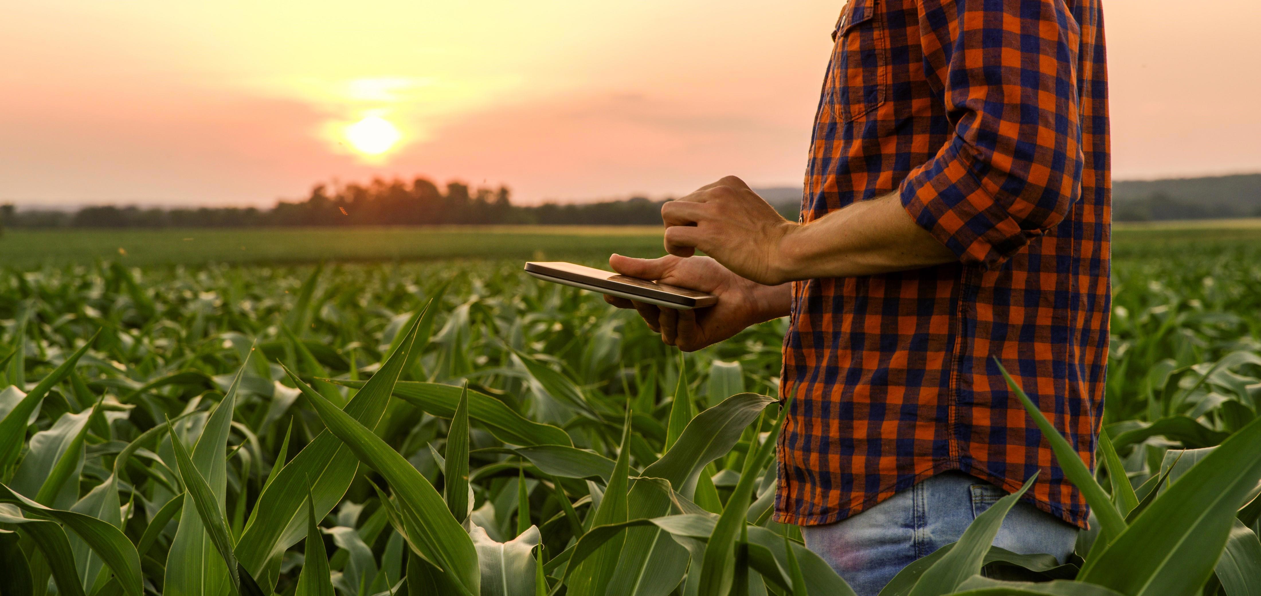 A person in a plaid shirt stands in a lush green cornfield at sunset, using a tablet device.