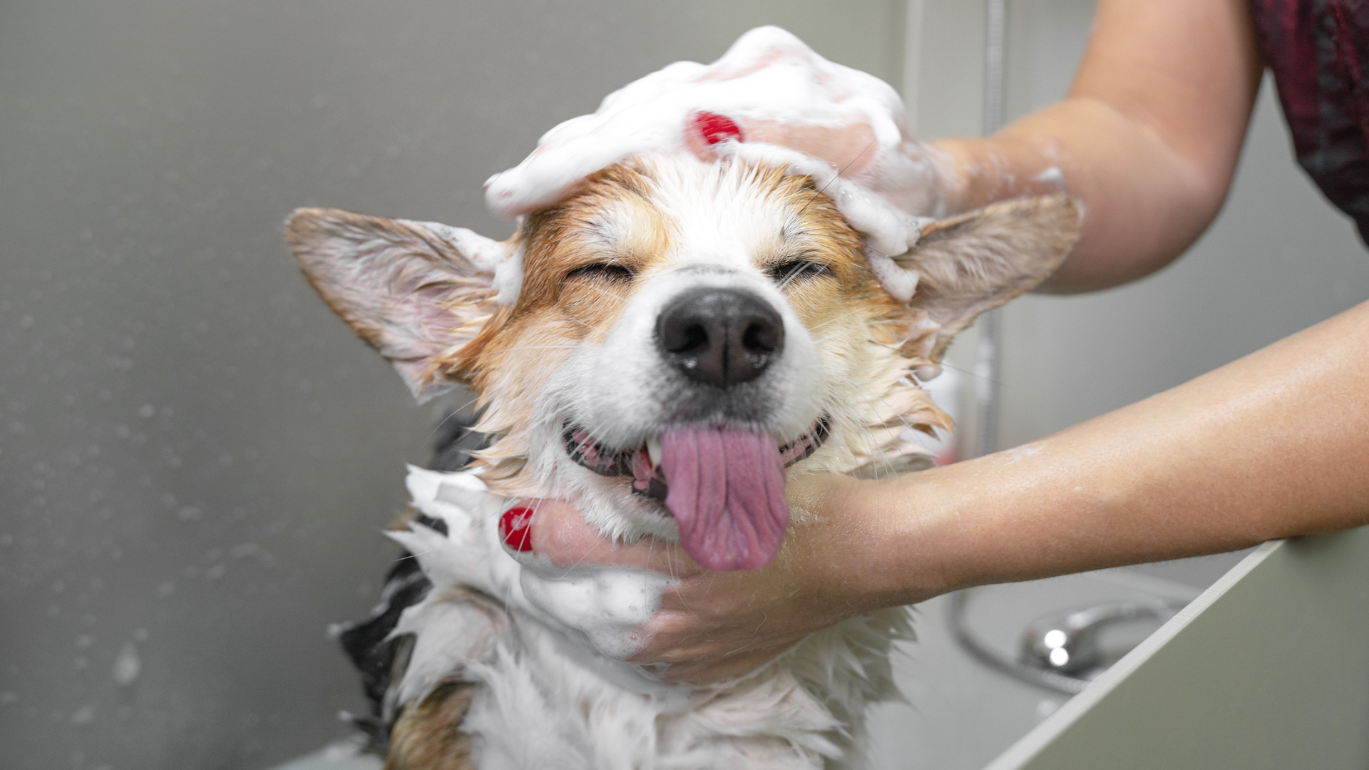 industry-solutions-pet-care-home-use-testing