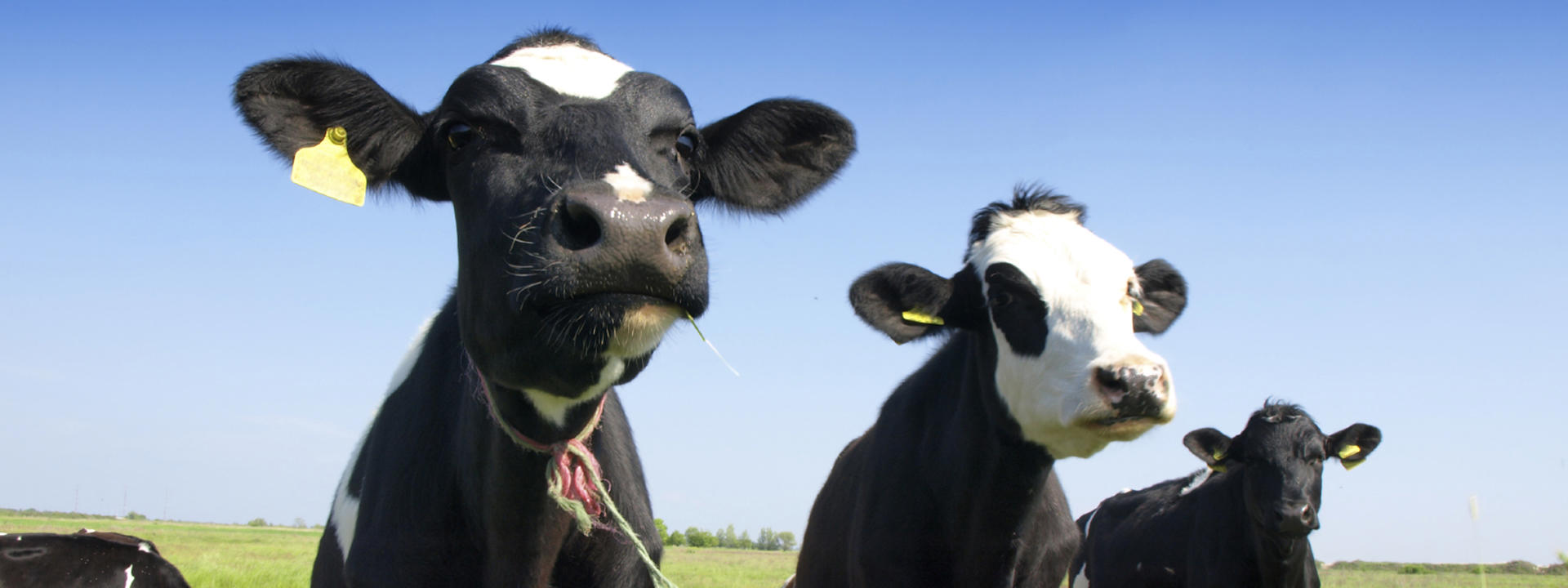 banner_cow-on-a-green-meadow_1920x720px