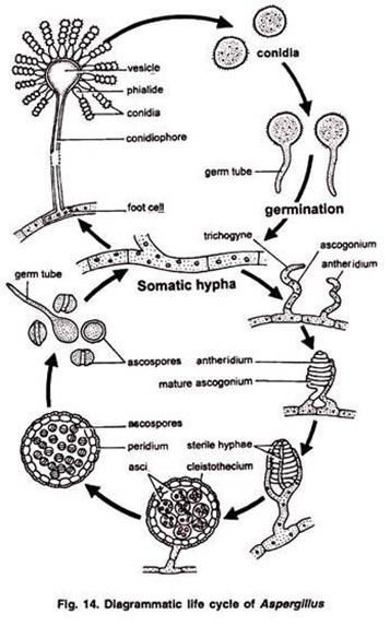 Aspergillus livscyklus
