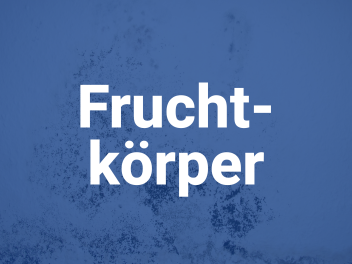 fruchtkoerper