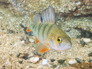 european-perch